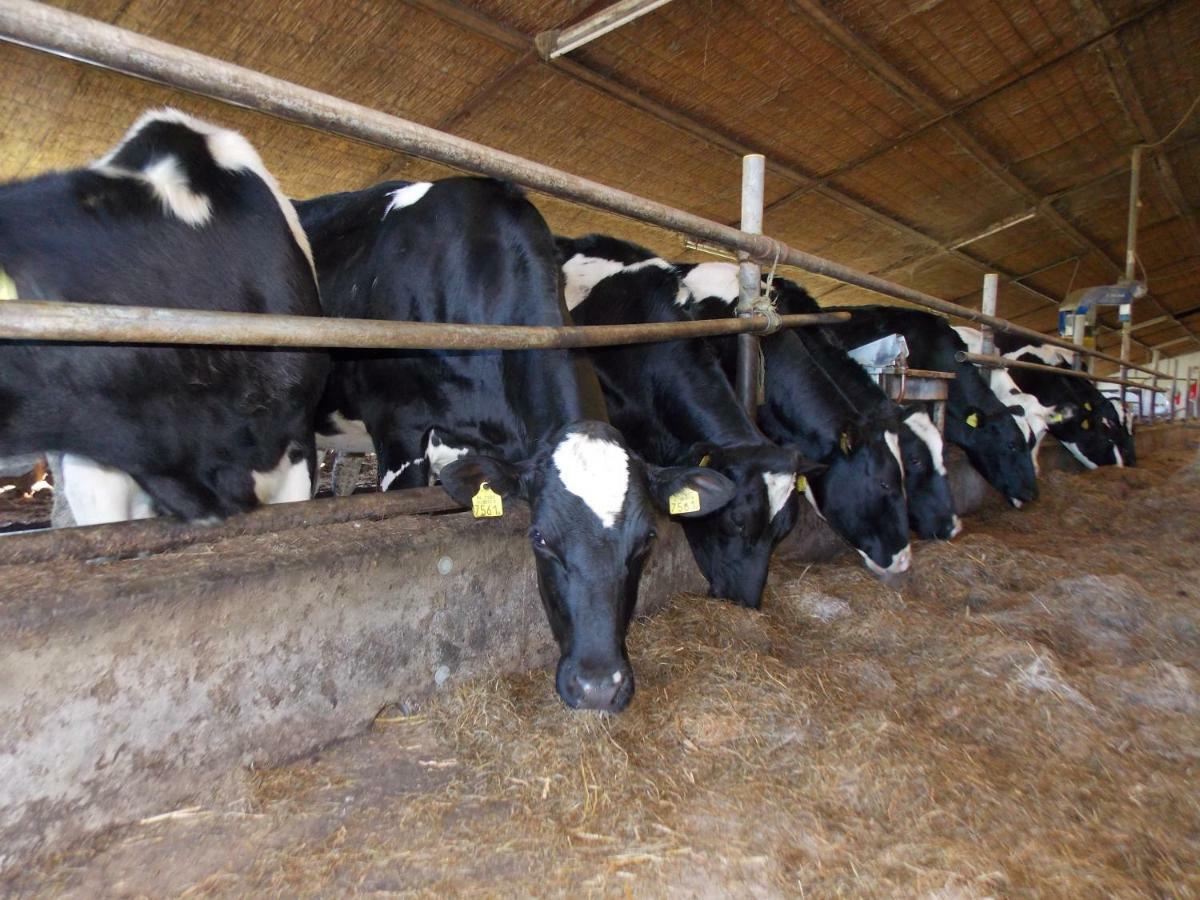 Opdehoekvandestal Workum Ngoại thất bức ảnh